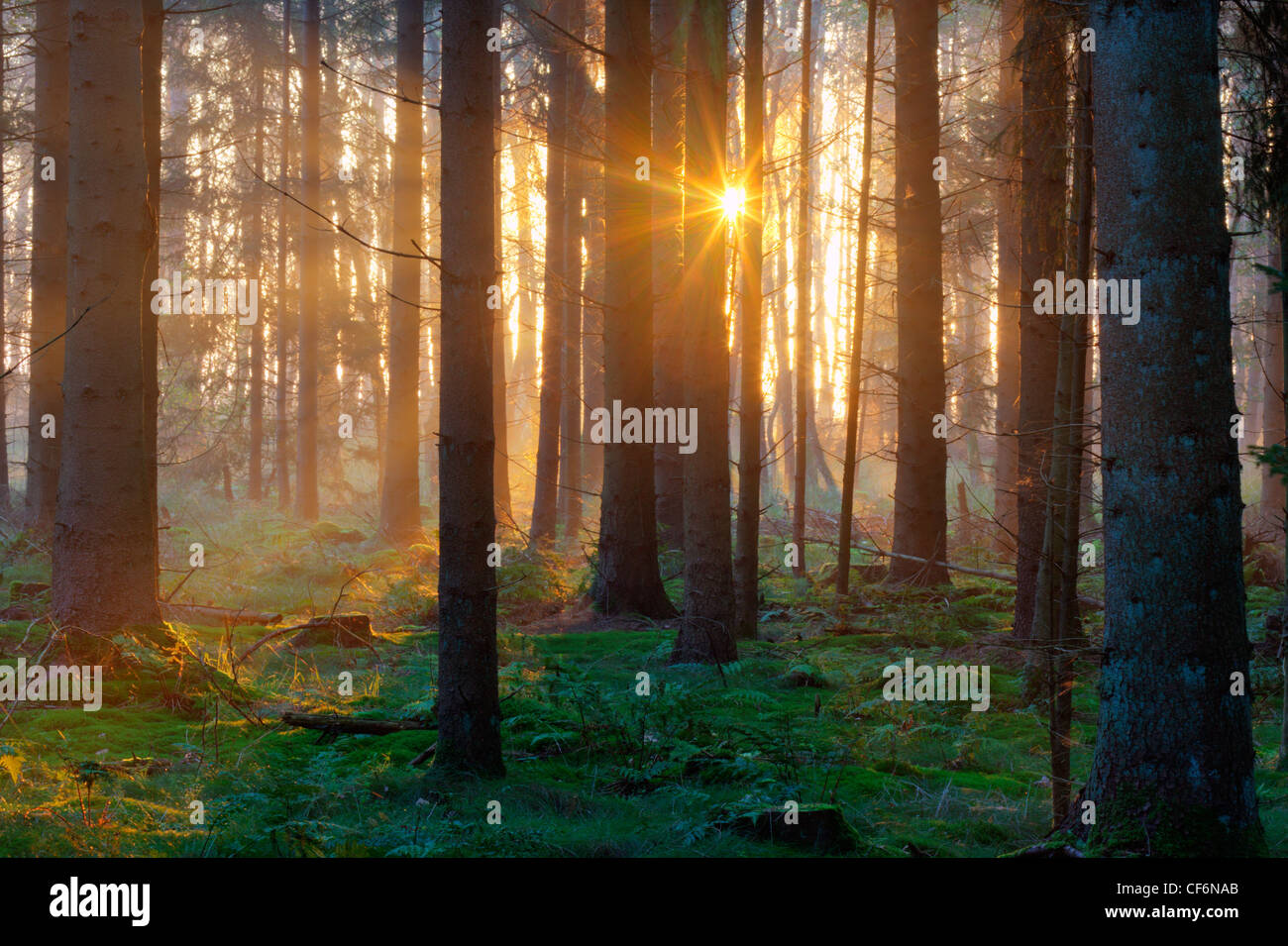 Ferns in the forest in sunlight hi-res stock photography and images - Alamy