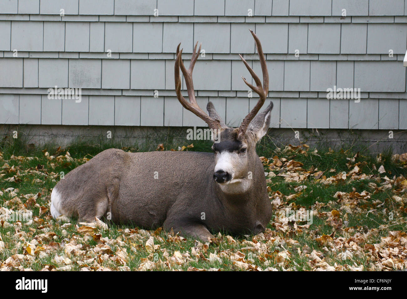 Mule deer, odocoileus hemionus resting beside a residential dwelling Stock Photo