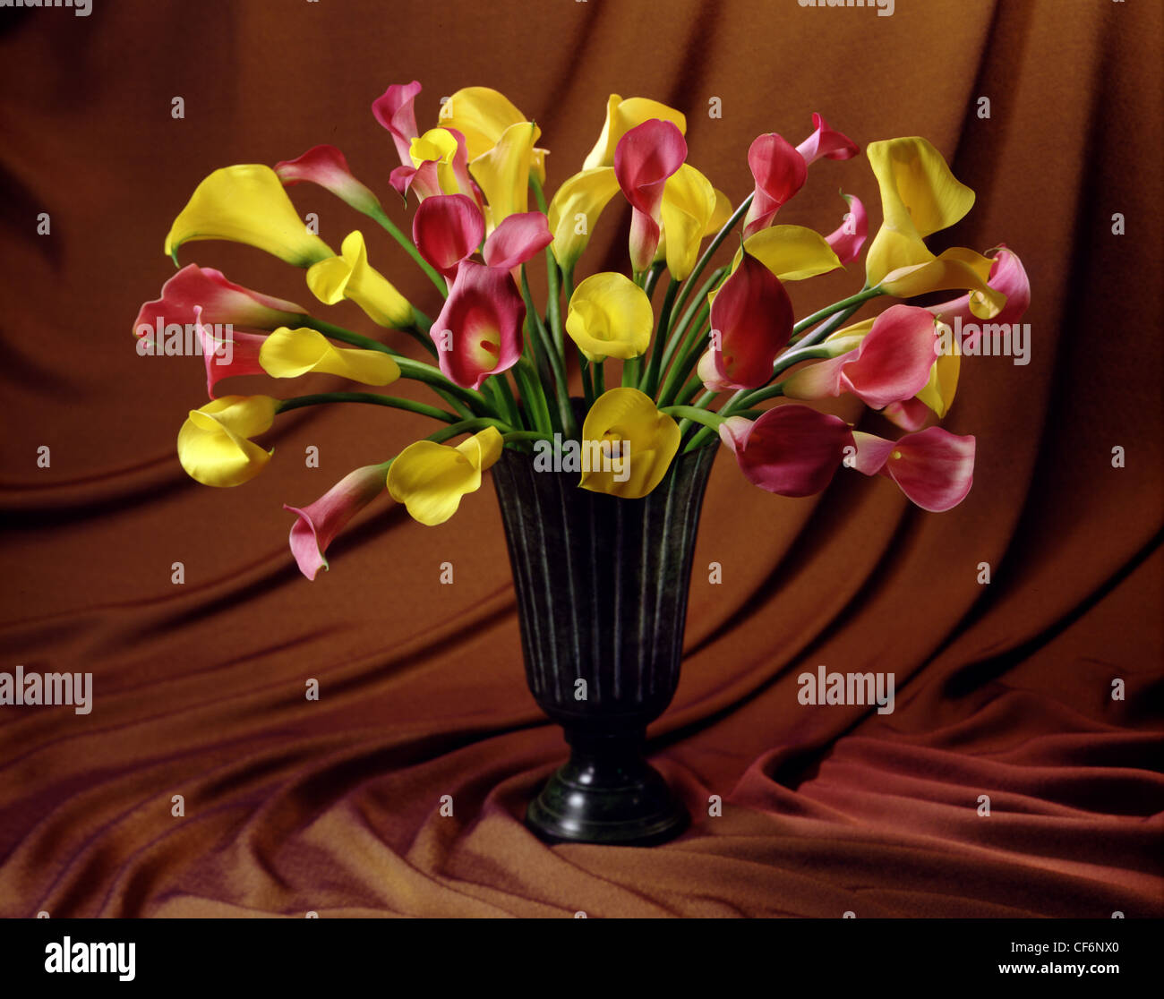 Yellow and Mauve Arum Lilies in green vase sitting on a draped brown material.  Horizontal color photograph Stock Photo