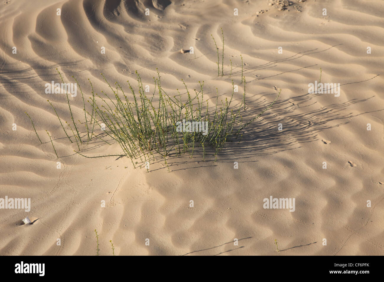 Sahara desert growth hires stock photography and images Alamy