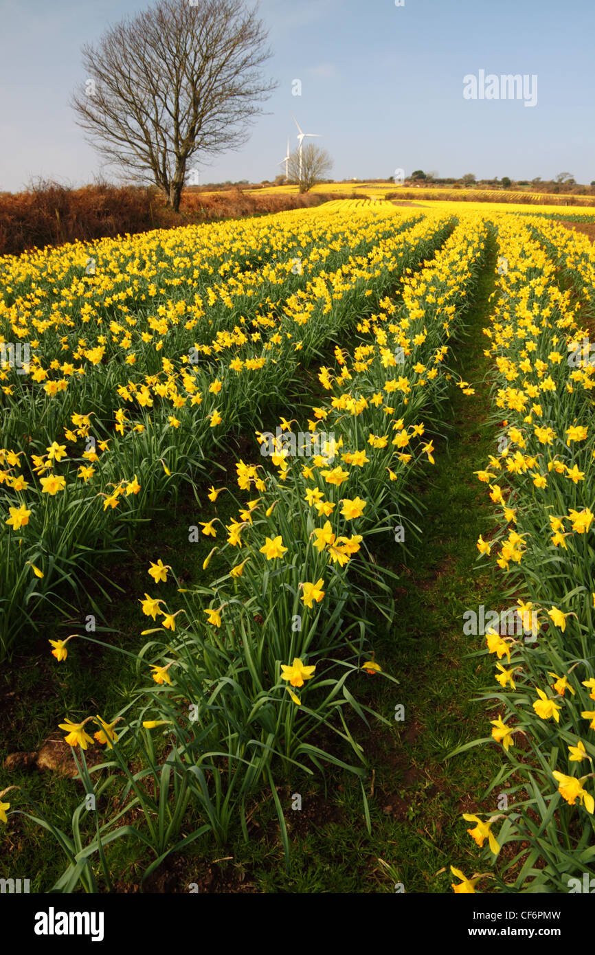 Daffodils grow in rows in a field Stock Photo Alamy