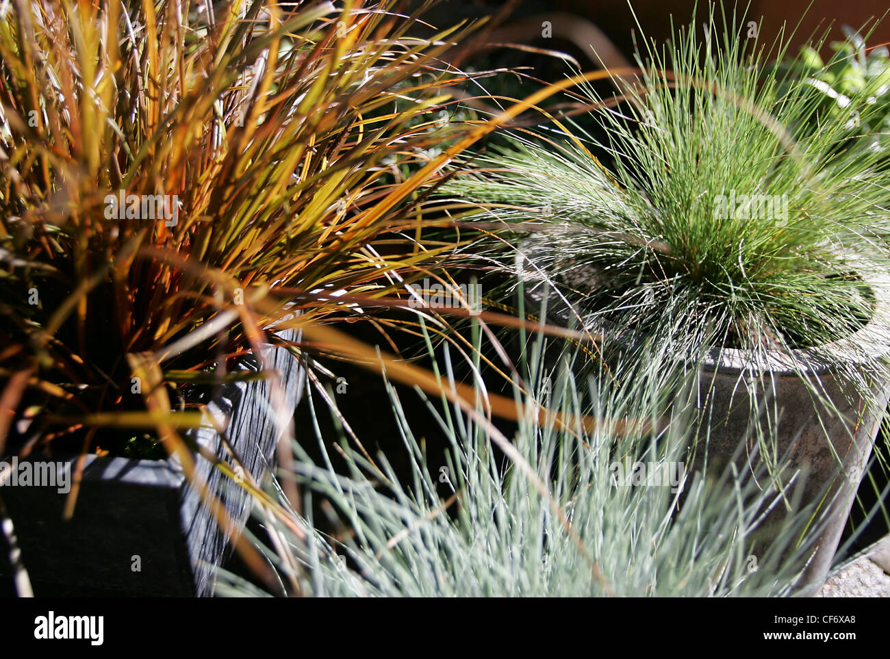 Close up of Unica Rubra and Festuca Scoparia grass plants in pots with long green and brown leaves Stock Photo