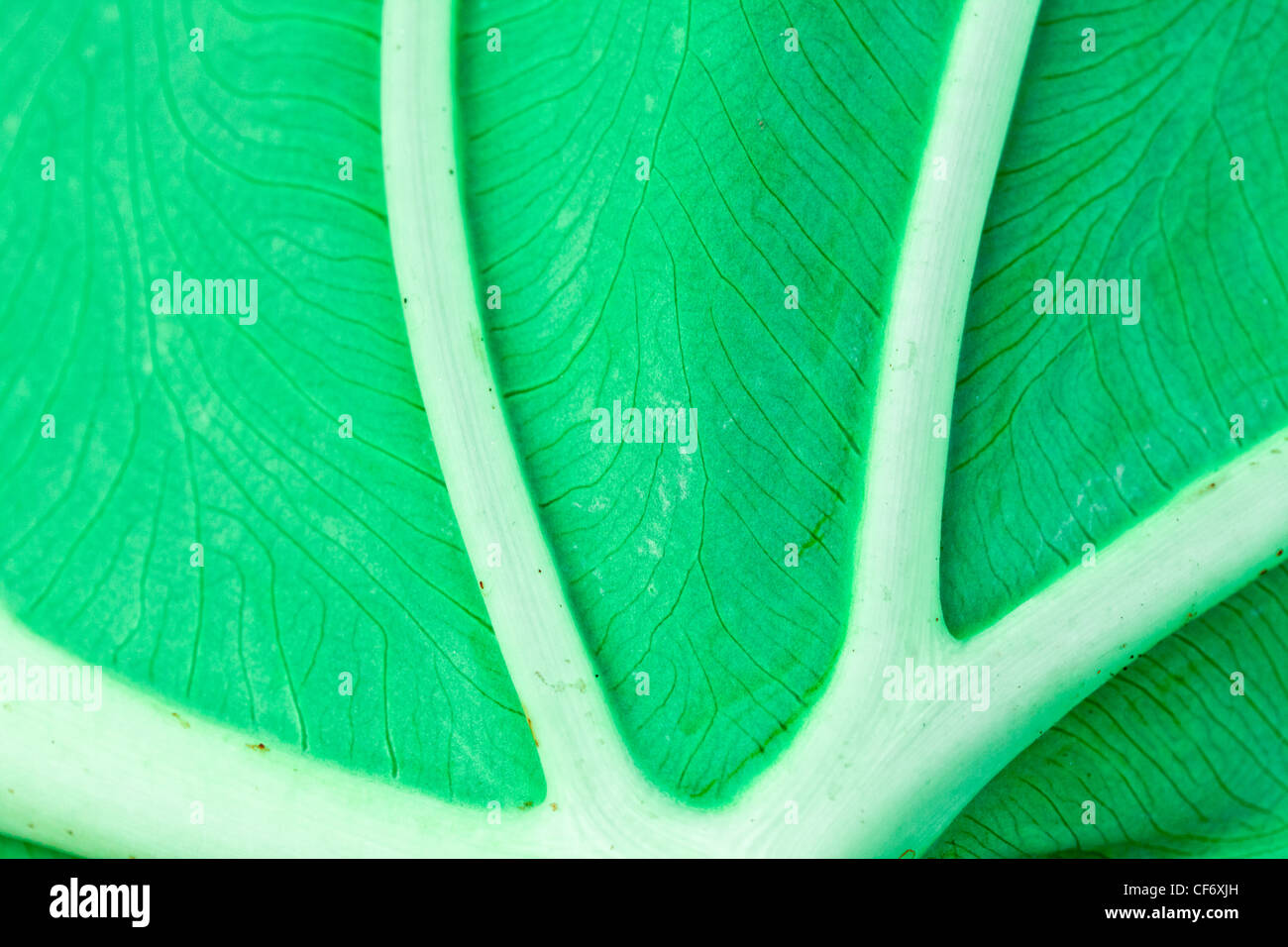 Leaf vein structure hi-res stock photography and images - Alamy