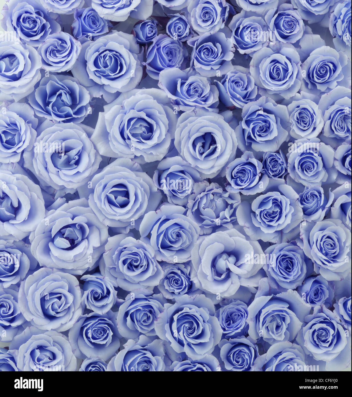 Flowers, Tea Roses, vertical photograph. Blue muted colors. Solid ...