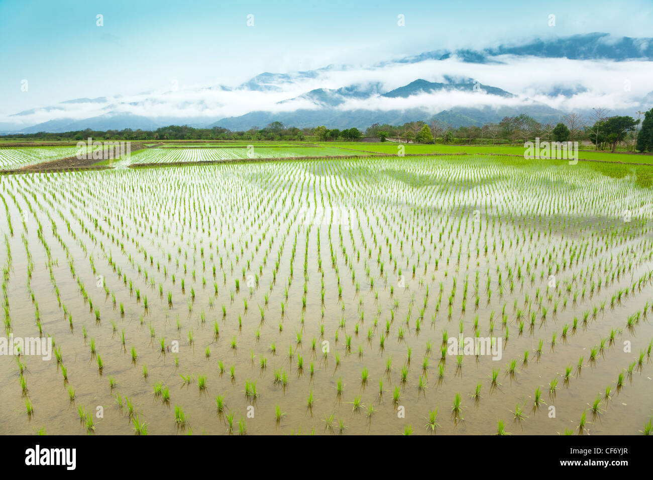 Green rice field in asia at spring time Stock Photo
