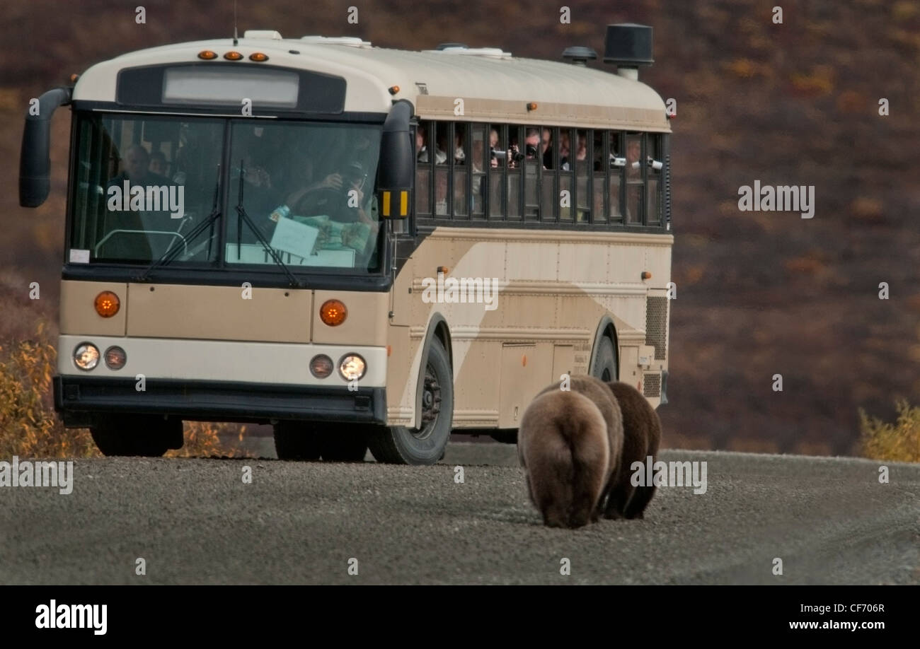 Wildlife tour bus transports visitors through Denali National Park where they encounter three Grizzly Bears, Park residents. Stock Photo