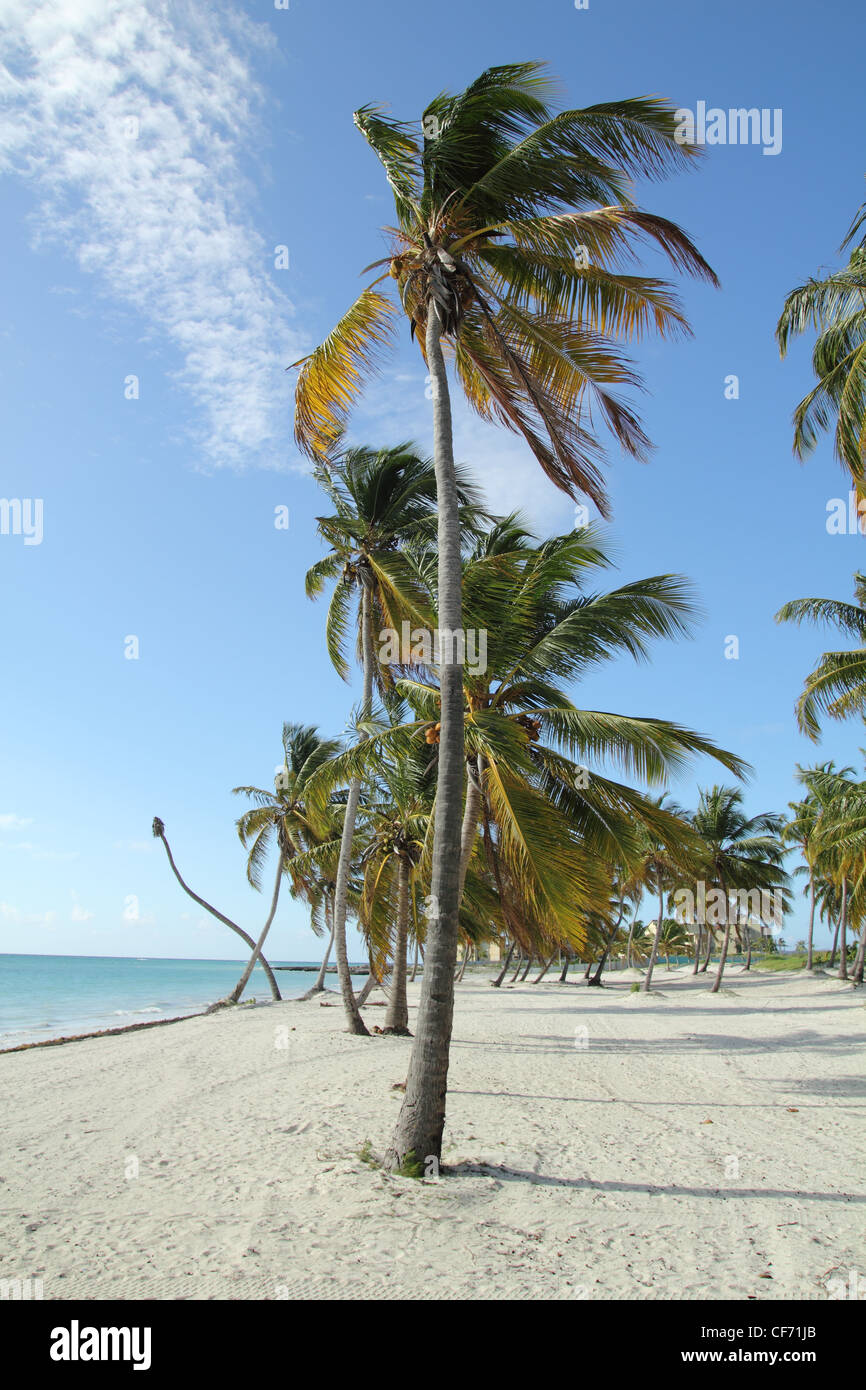 Tropical sand beach with palm trees hi-res stock photography and images ...