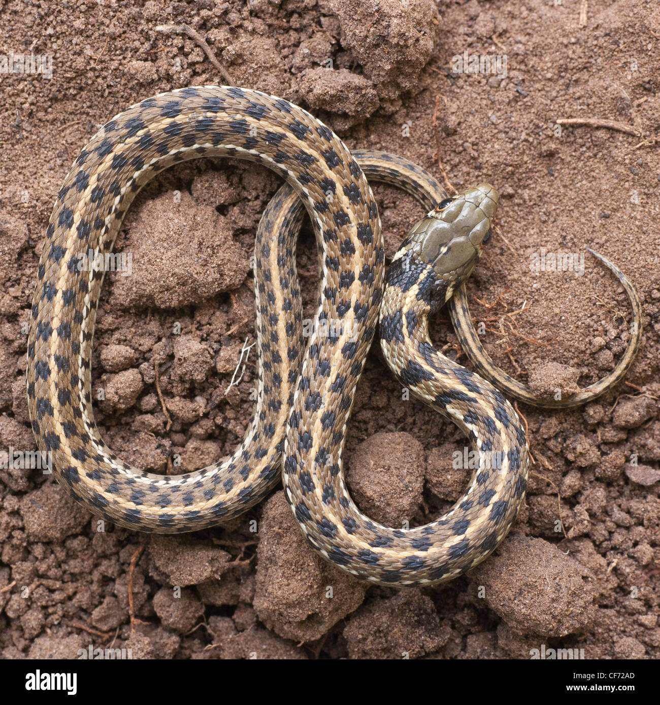 Snake In Texas Stock Photos Snake In Texas Stock Images Alamy