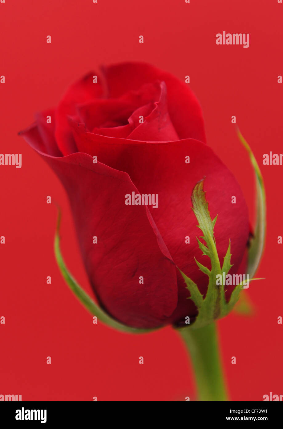 Red rose close up on red background Stock Photo - Alamy