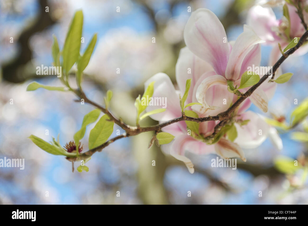 Pink magnolia tree blossom Stock Photo - Alamy