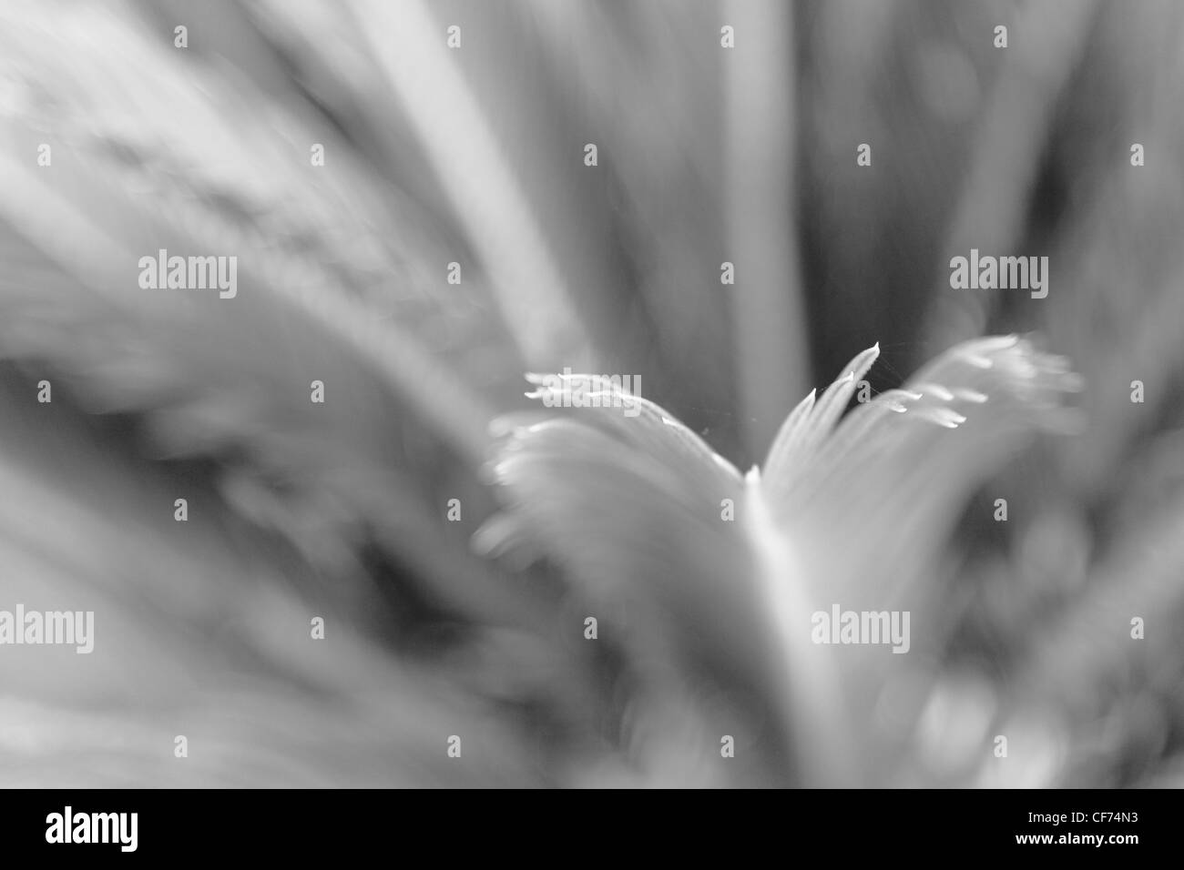 Cycas Revoluta - The Sago Palm Stock Photo