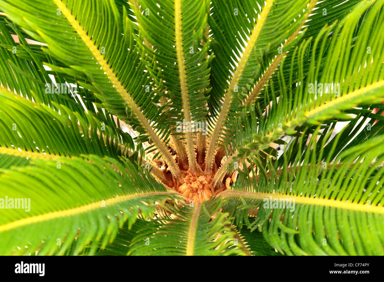 Cycas Revoluta - The Sago Palm Stock Photo