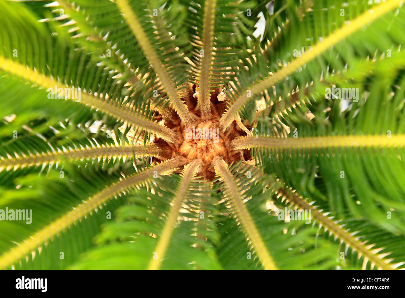 Cycas Revoluta - The Sago Palm Stock Photo