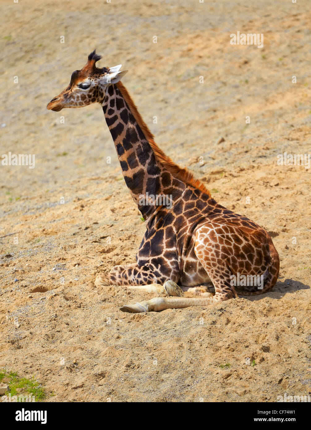 Young giraffe (Giraffa camelopardalis) resting under the summer sun. Stock Photo