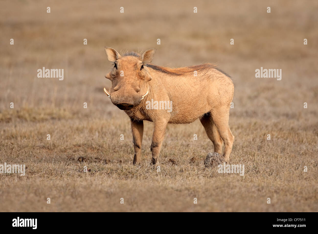 Warthog (Phacochoerus africanus), South Africa Stock Photo