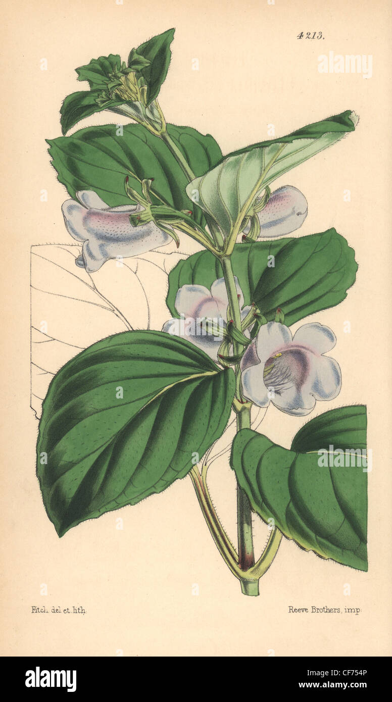 Pale flowered gloxinia, Gloxinia pallidiflora. Stock Photo