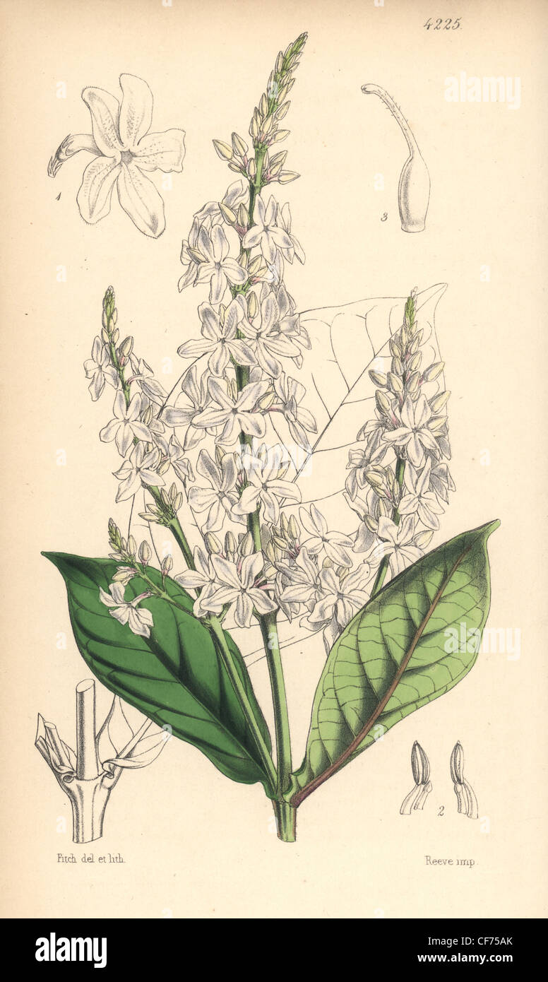 White-flowered eranthemum, Eranthemum albiflorum. Stock Photo