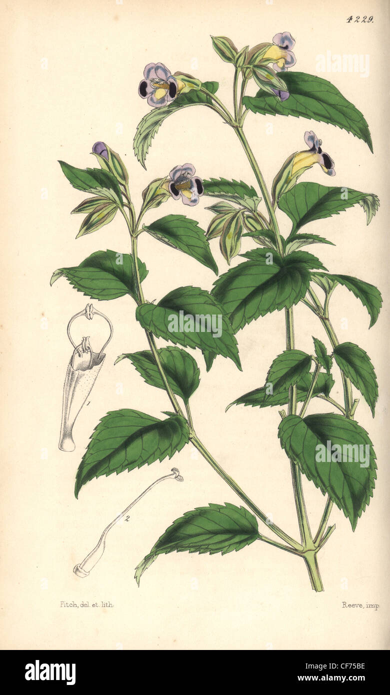 Purple blotched torenia, Torenia edentula. Stock Photo