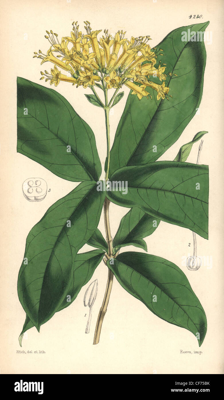 Large yellow-flowered aegiphila, Aegiphila grandiflora. Stock Photo