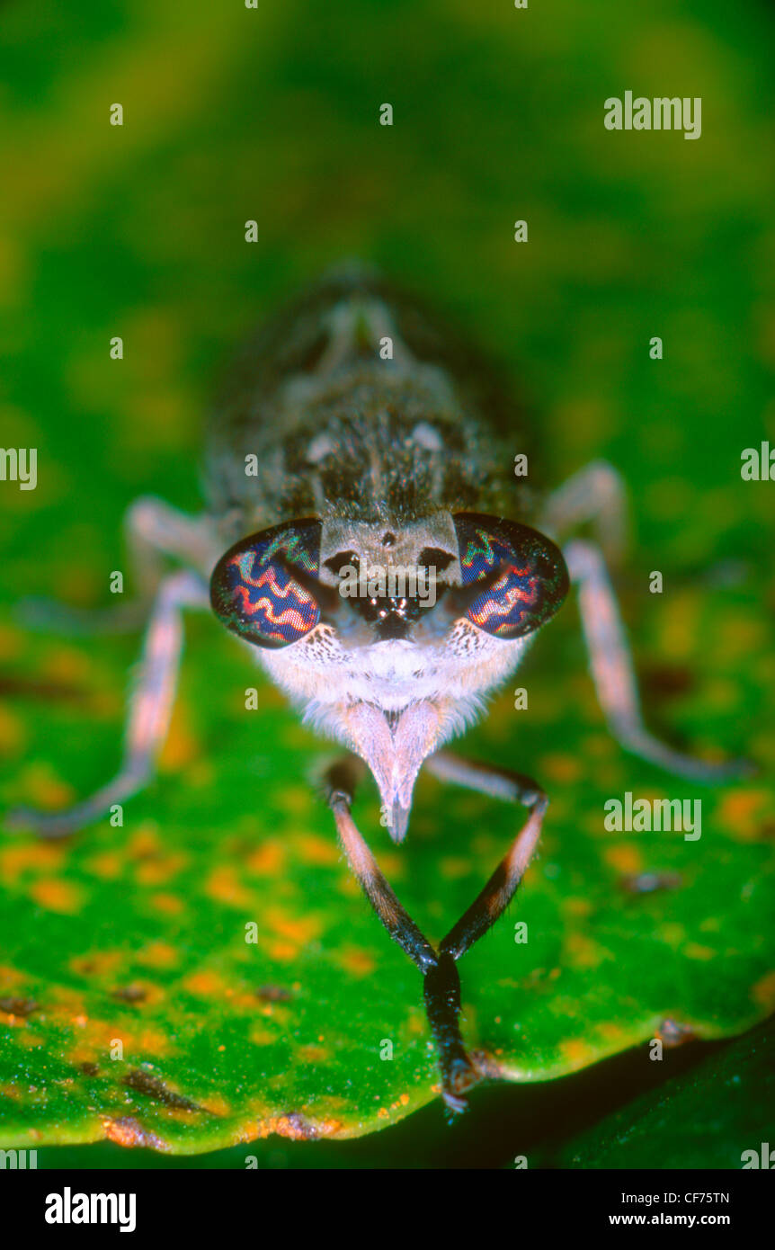 Cleg-fly (Horsefly), Haematopota italica. On leaf. Front view. Eyes ...