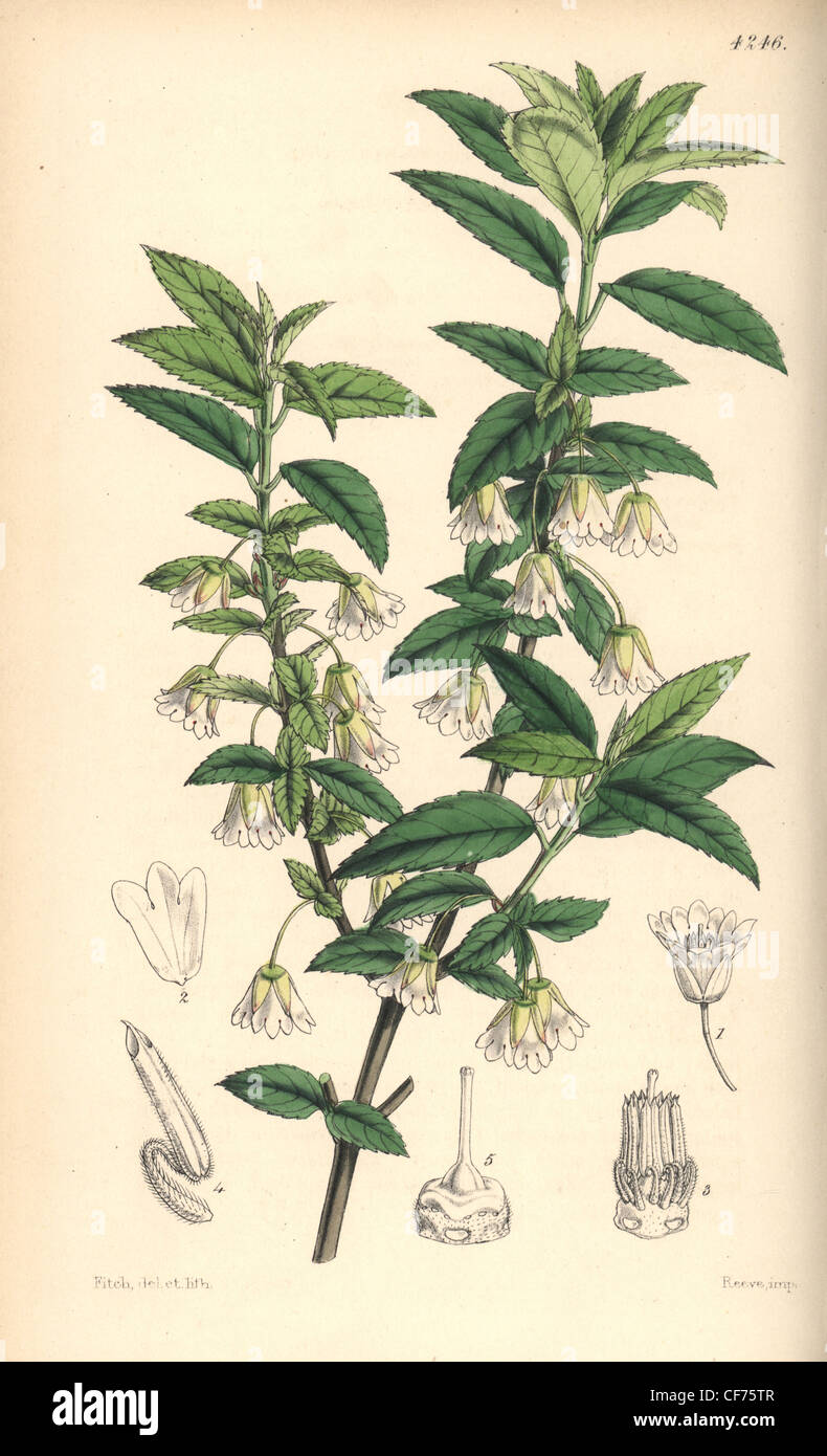 Jointed-pedicelled friesia, Friesia peduncularis. Stock Photo