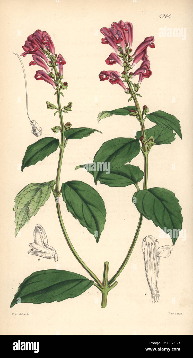 Botanical illustration scutellaria hi-res stock photography and images ...