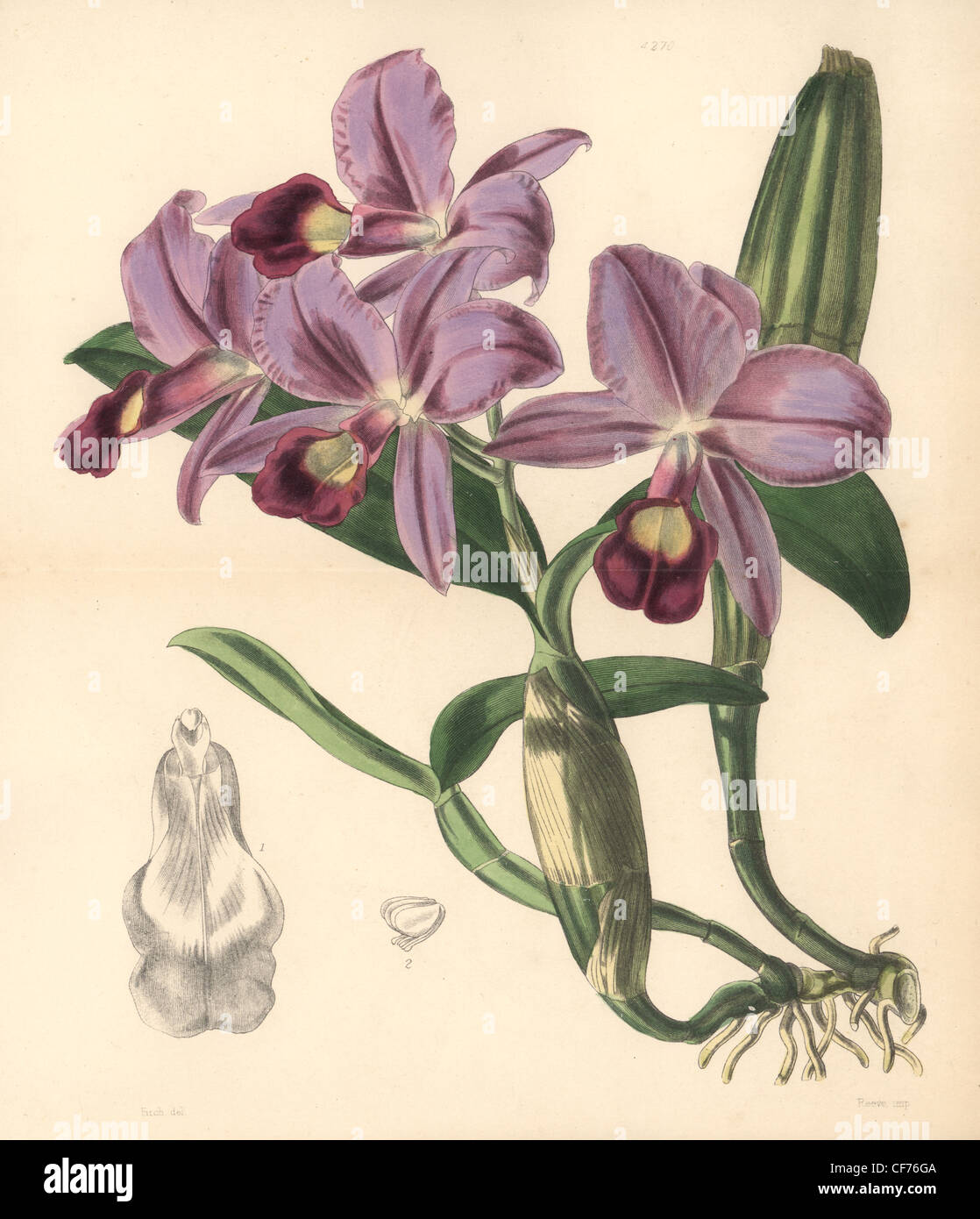 Mr. Skinner's cattleya orchid, Cattleya skinneri. Stock Photo