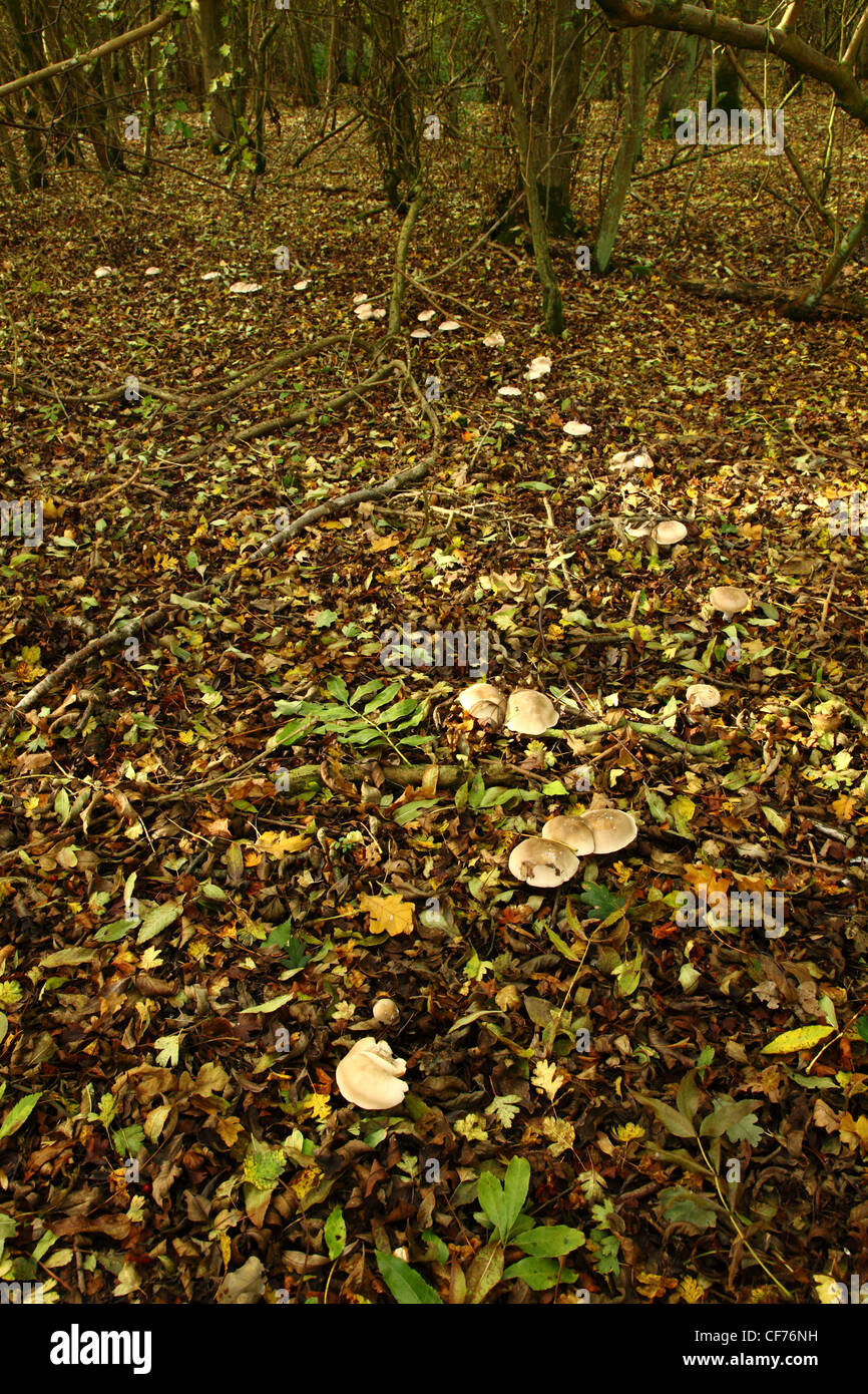 Tethered,naturally occurring, Fairy ring mushroom circle arc or pixie circle. Stock Photo