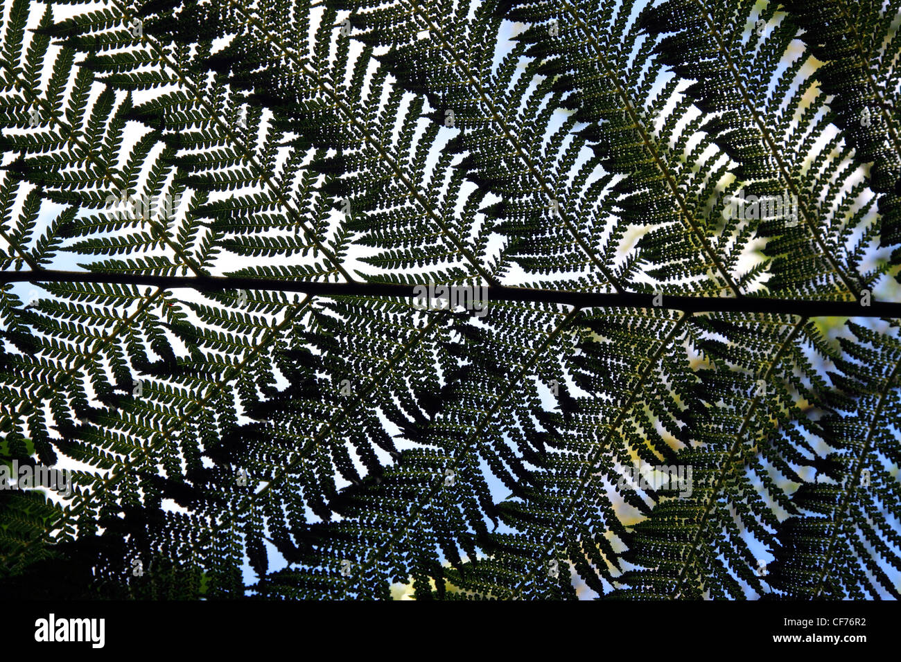 Light through a fern palm leaf. Stock Photo