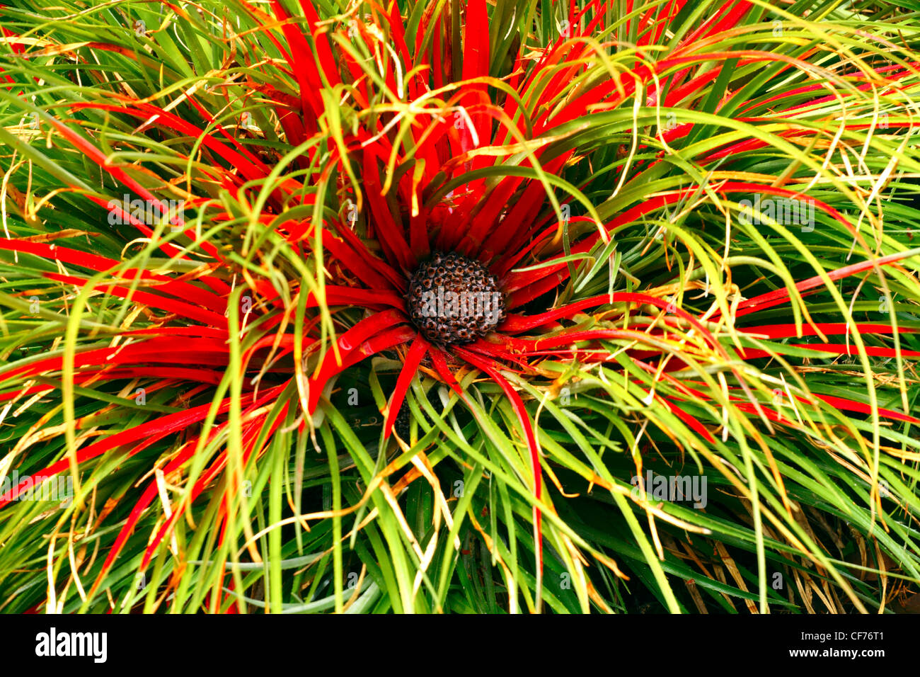 Bright red fiery flower head plant Stock Photo