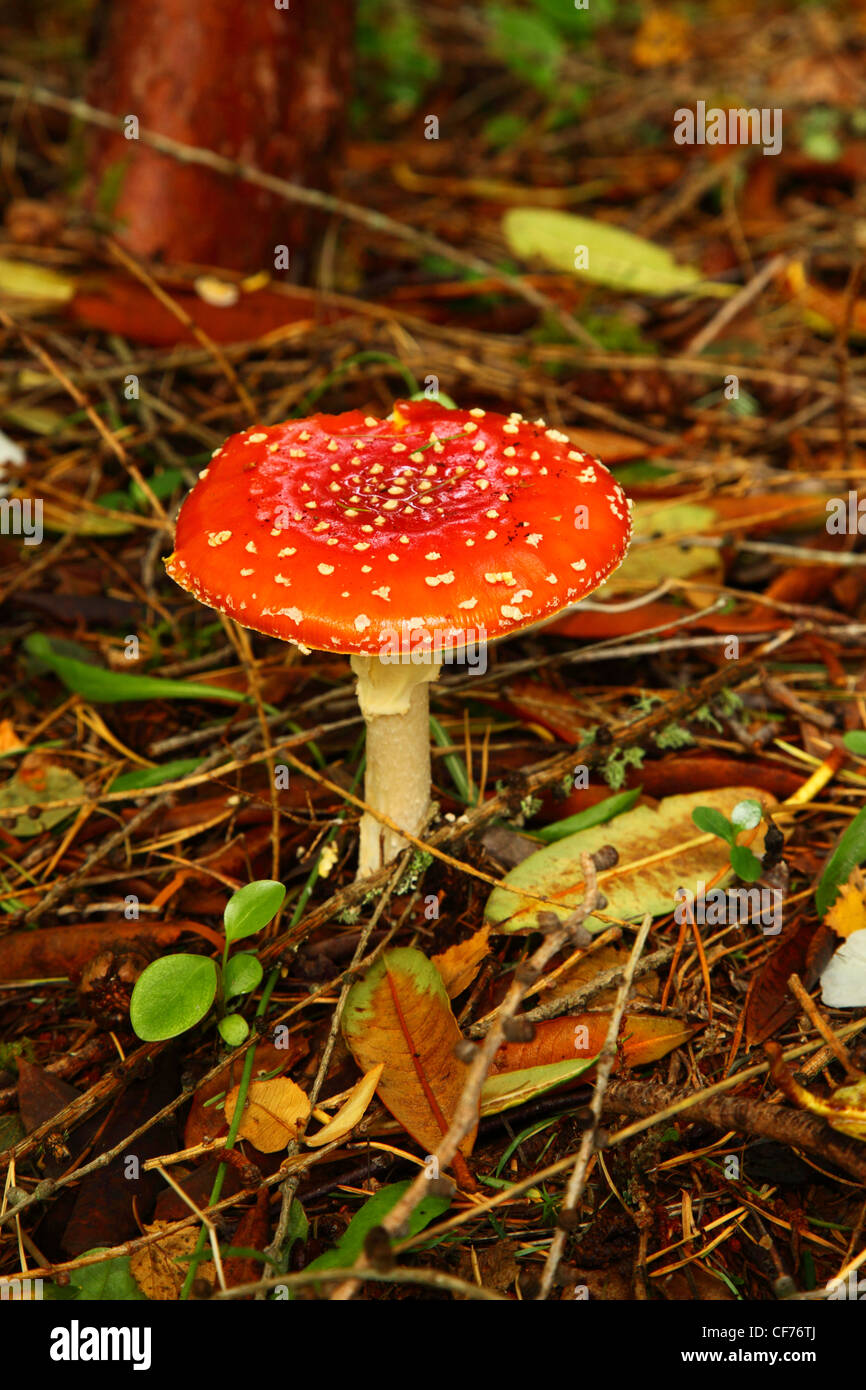 The fly agaric, fly amanita fungus toadstool. Stock Photo