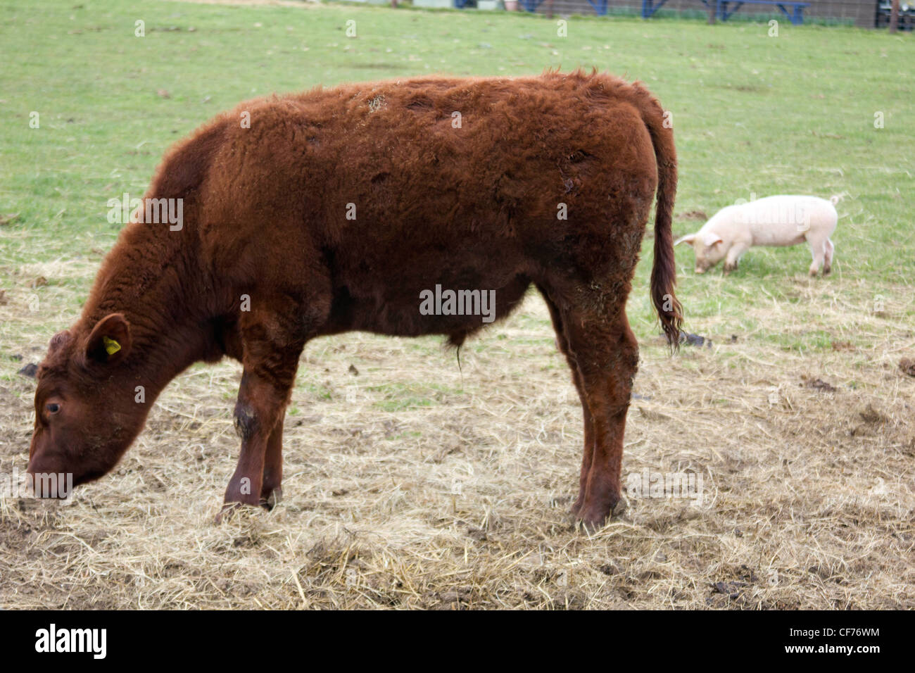 Red poll bullock grazing in a field with a British Lop pig Stock Photo