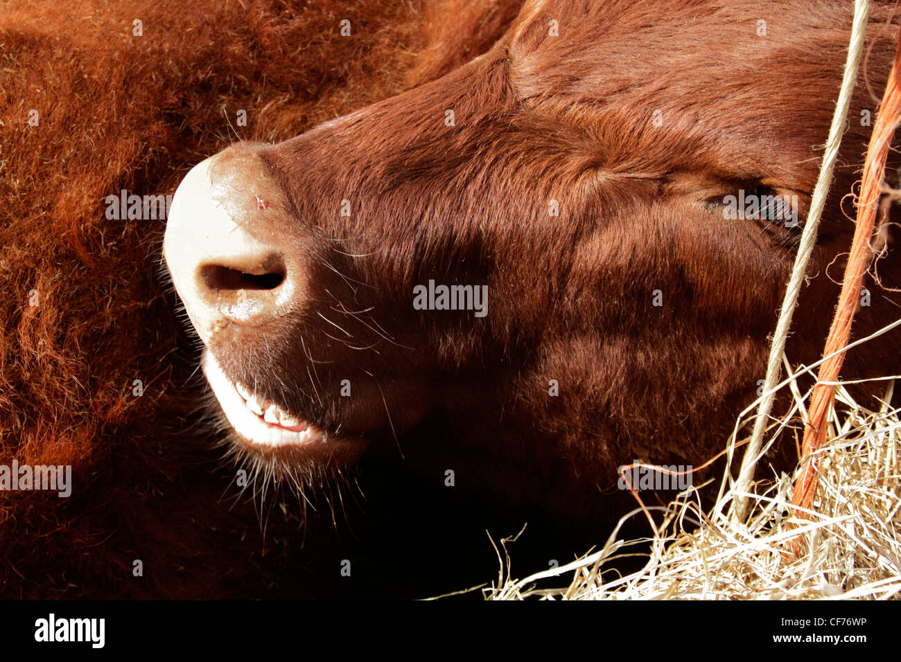 Red poll bullock close up Stock Photo