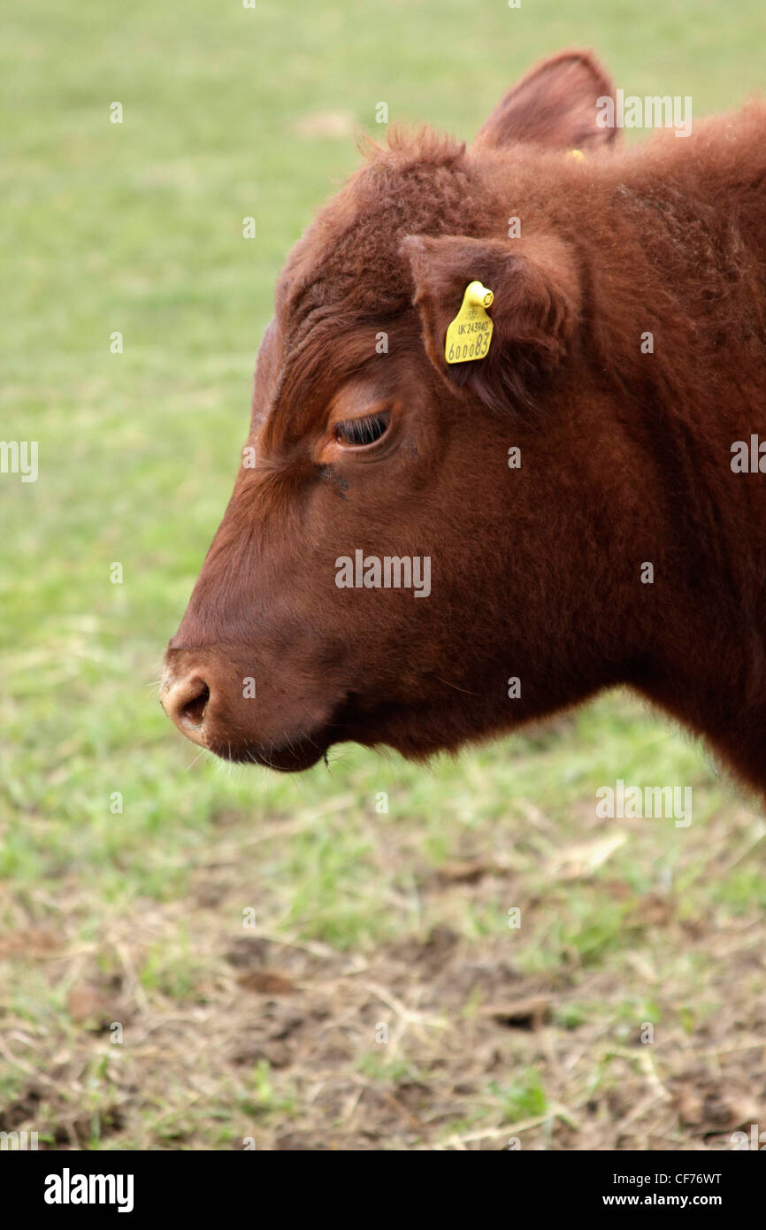 Red poll bullock grazing in a field Stock Photo
