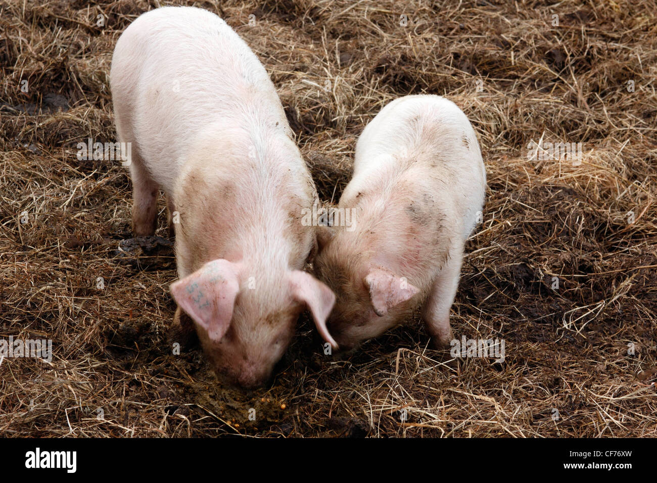 British lop eared pigs rooting Stock Photo Alamy