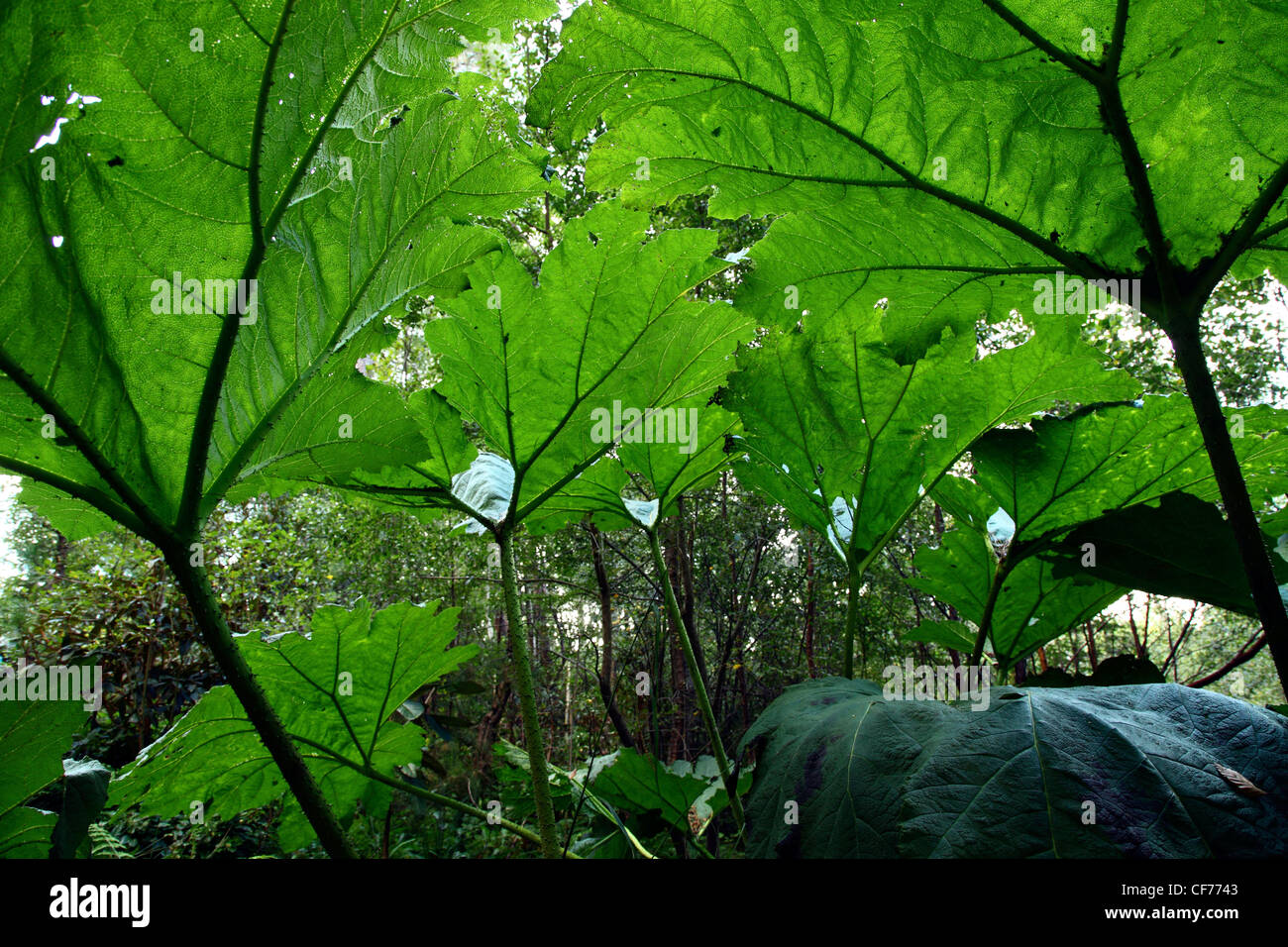 Giant Gunnera plant. Stock Photo