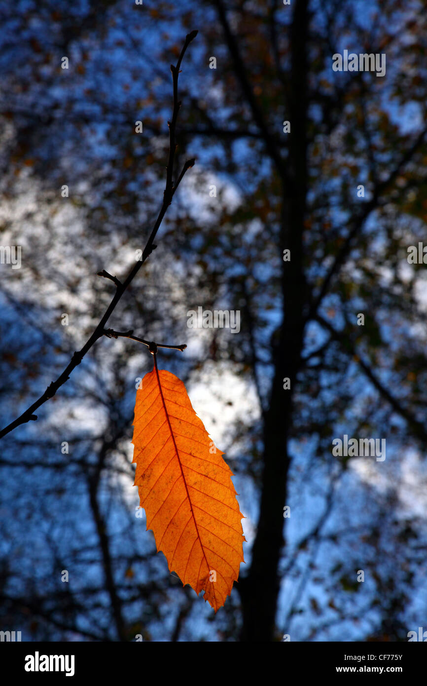 Glowing orange Autumn beech leaf in the woods Stock Photo