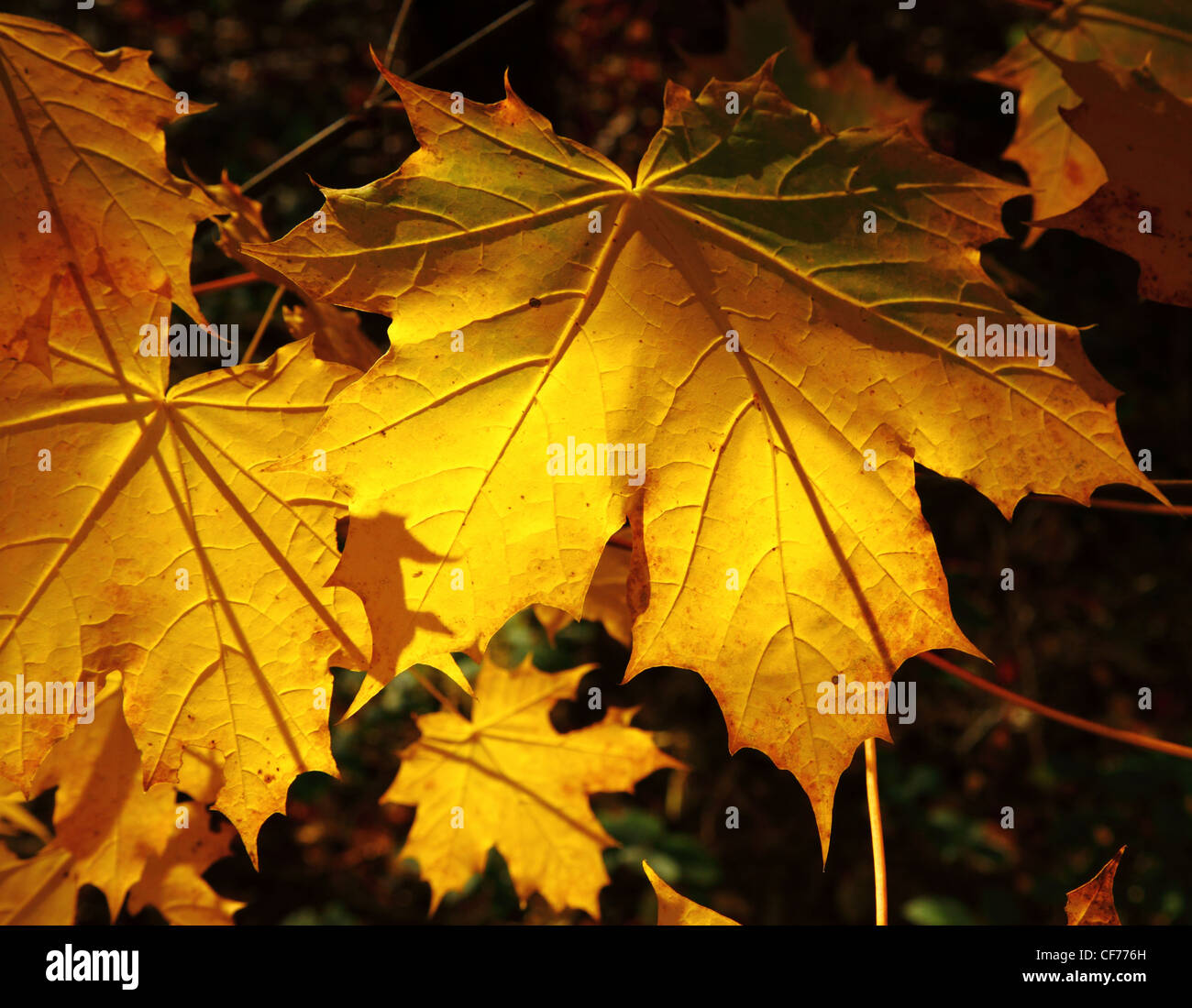 Glowing golden Autumn Maple leaves Stock Photo
