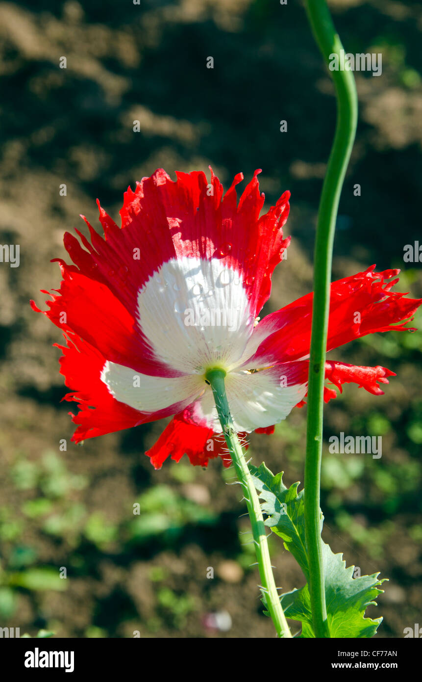 Poppy flower bloom water drops and stem. Red white green colors. Stock Photo