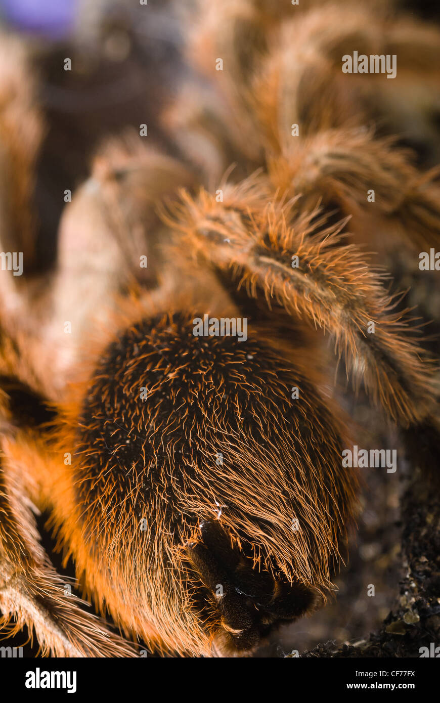 A Chile Rose tarantula Stock Photo - Alamy