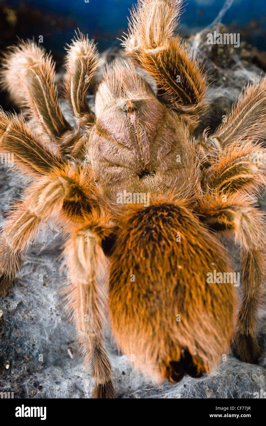 A Chile Rose tarantula Stock Photo