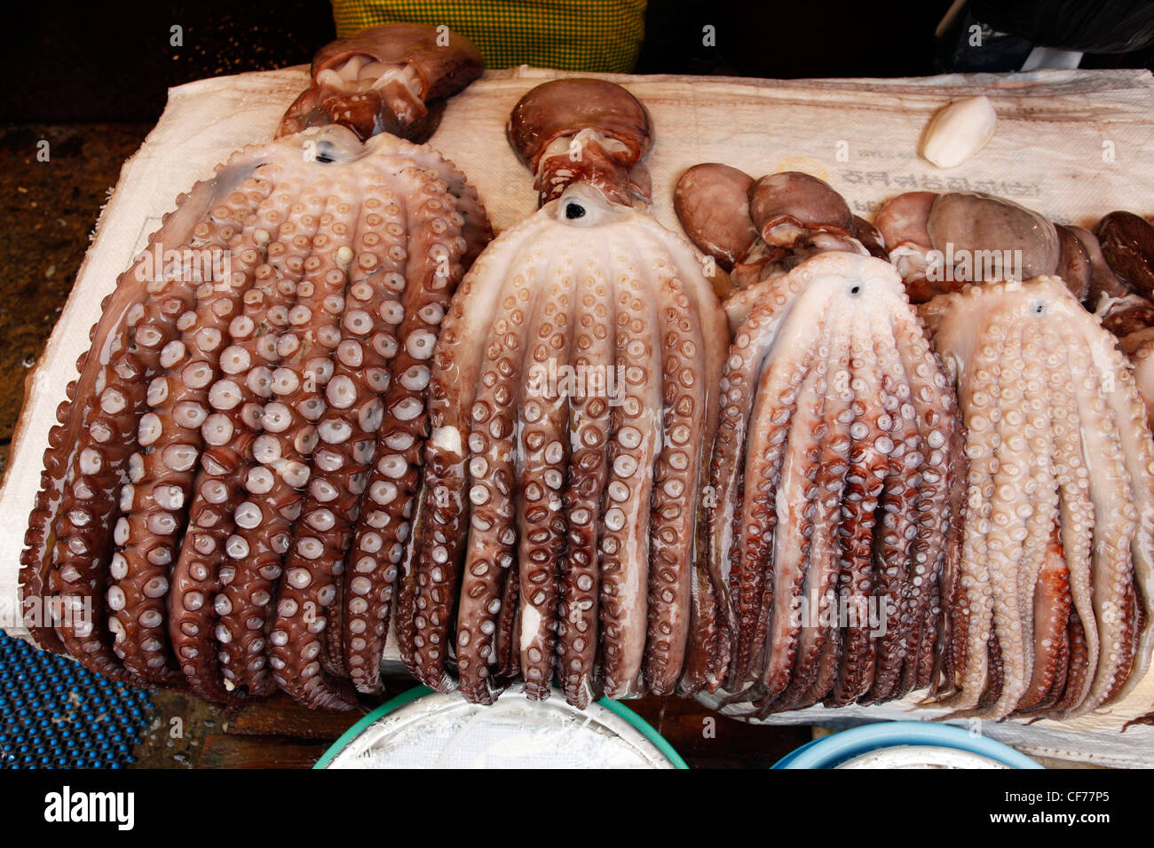 Octopus with tentacles and suckers in a seafood display in Jagalchi Fish Market in Busan, South Korea Stock Photo