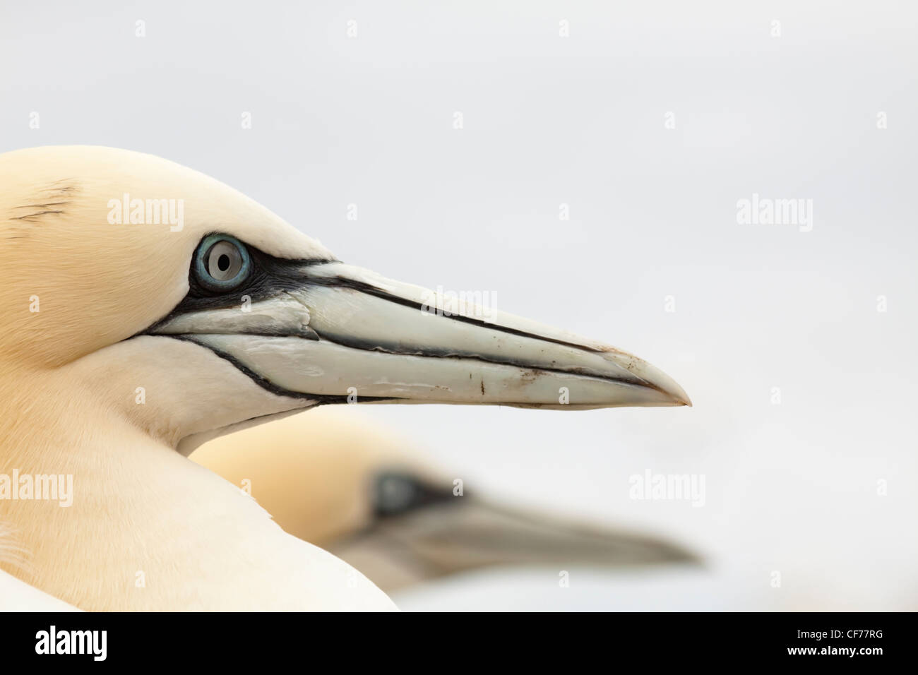 Portrait of two Gannets Stock Photo