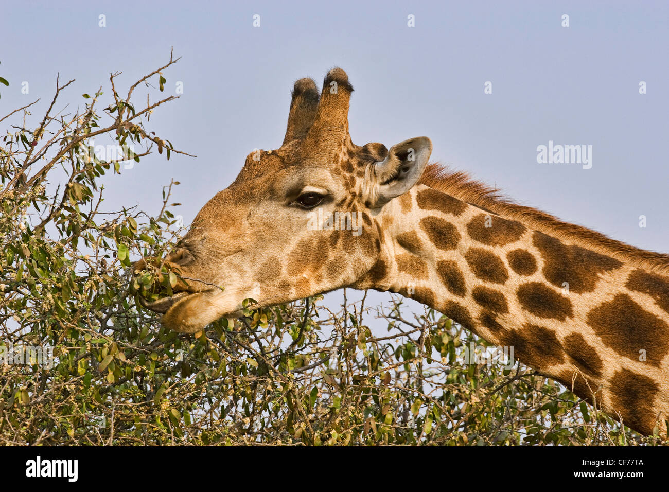 Giraffe eating Stock Photo