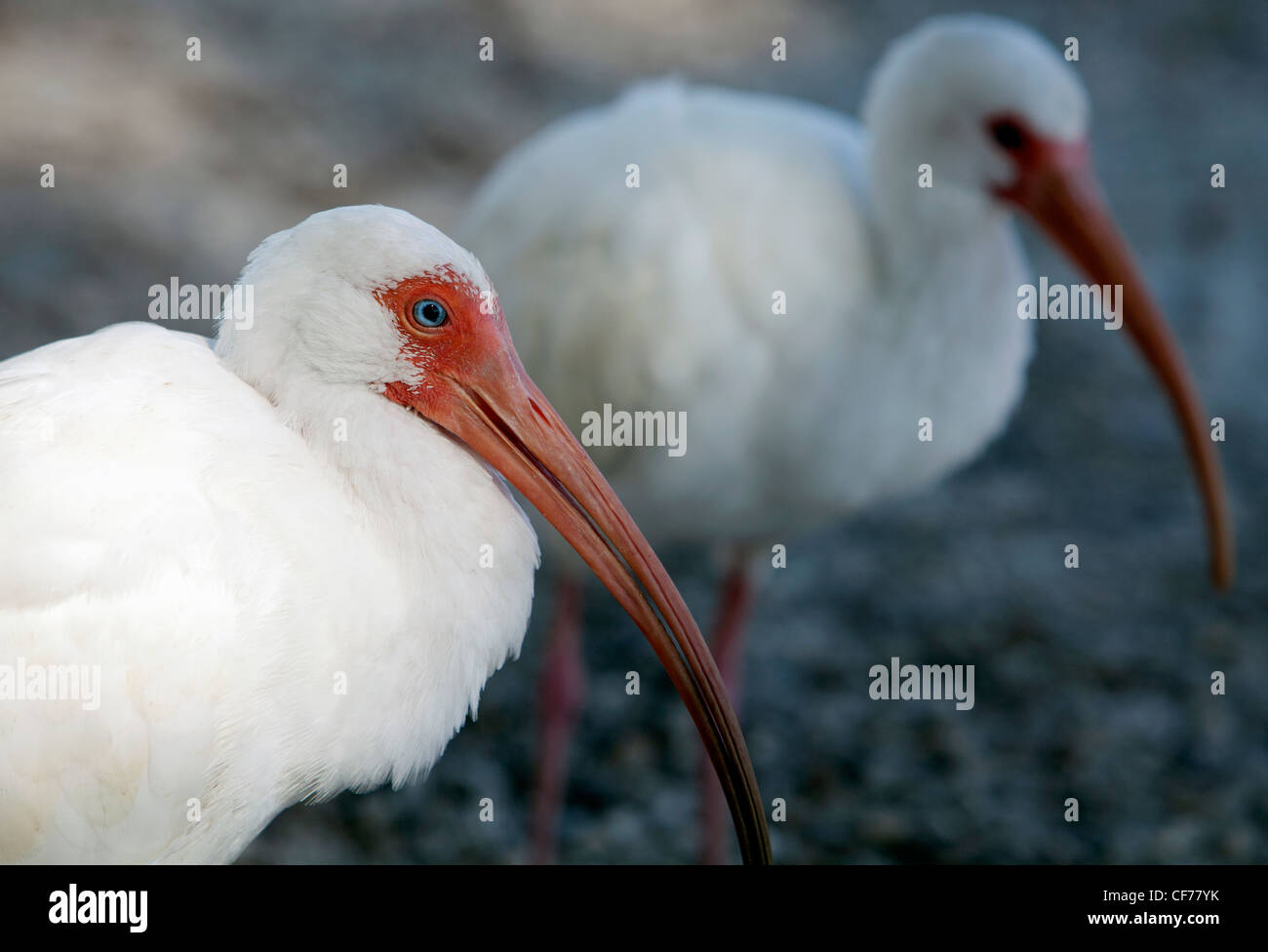 A pair of white ibis, Florida Stock Photo