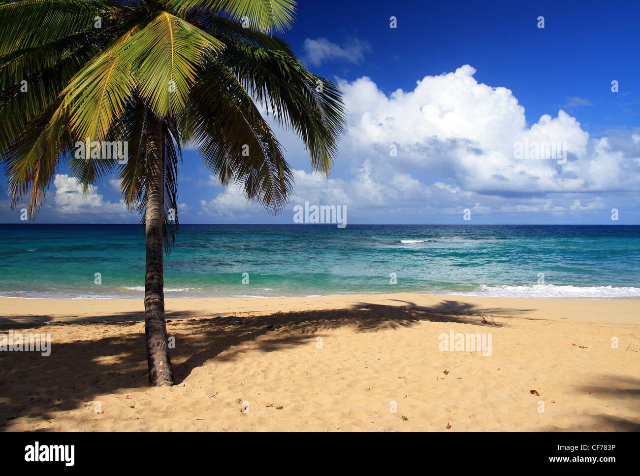 Palm on beautiful tropical beach, Dominican Republic Stock Photo