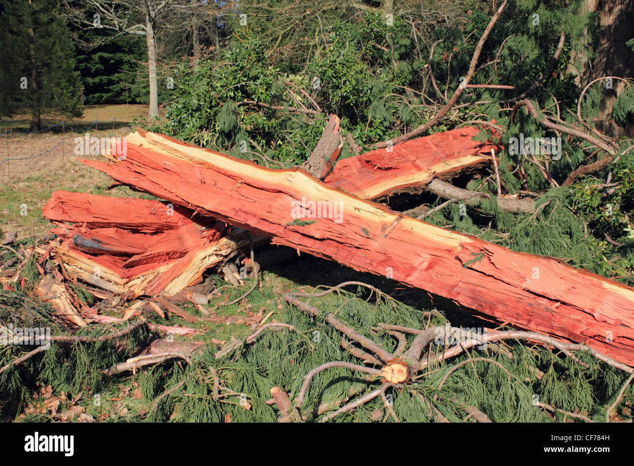 Lightening struck hi-res stock photography and images - Alamy