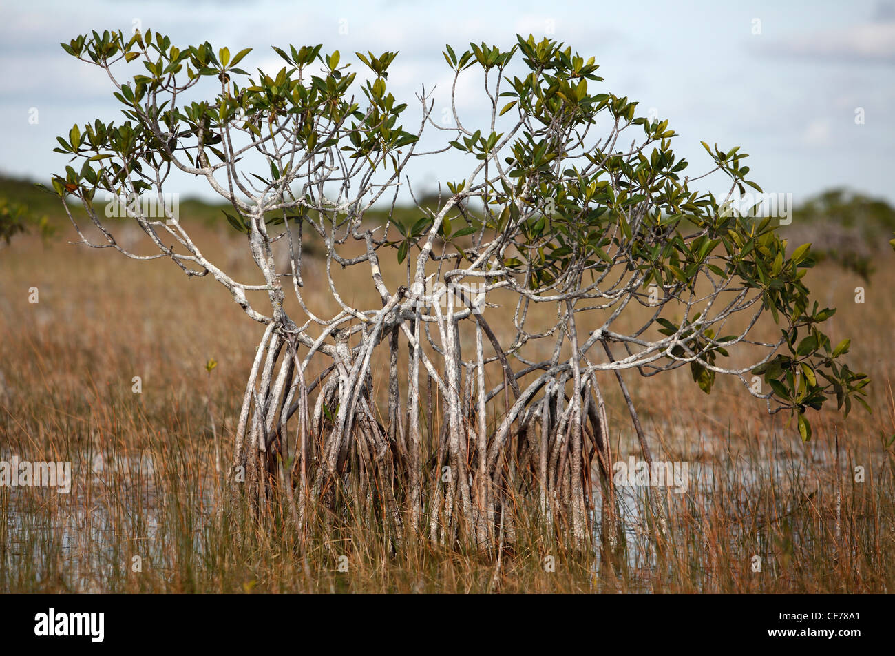 Red mangrove, Florida Everglades National Park Stock Photo