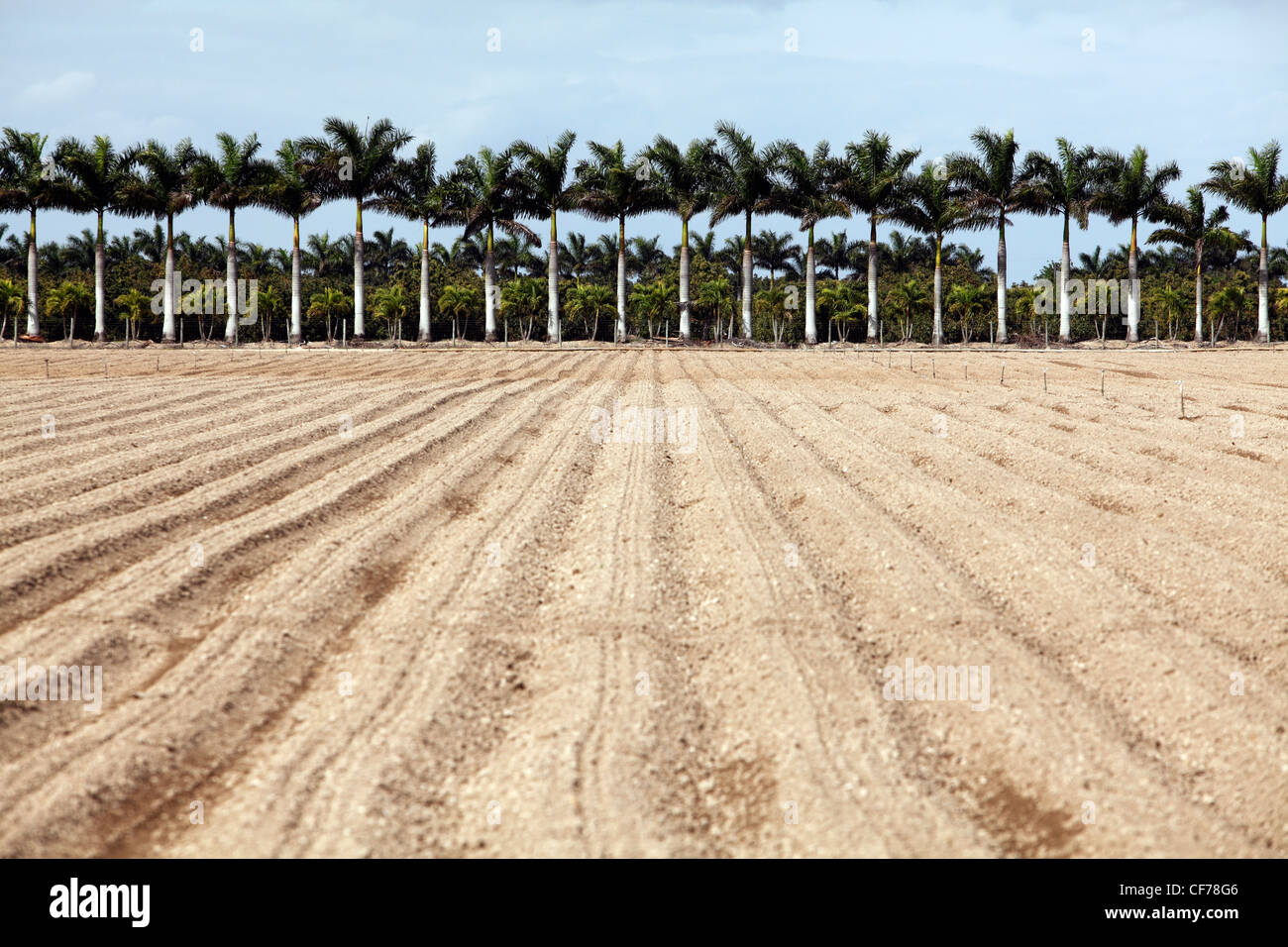 Palm trees line a barren plowed field, Homestead, Florida Stock Photo