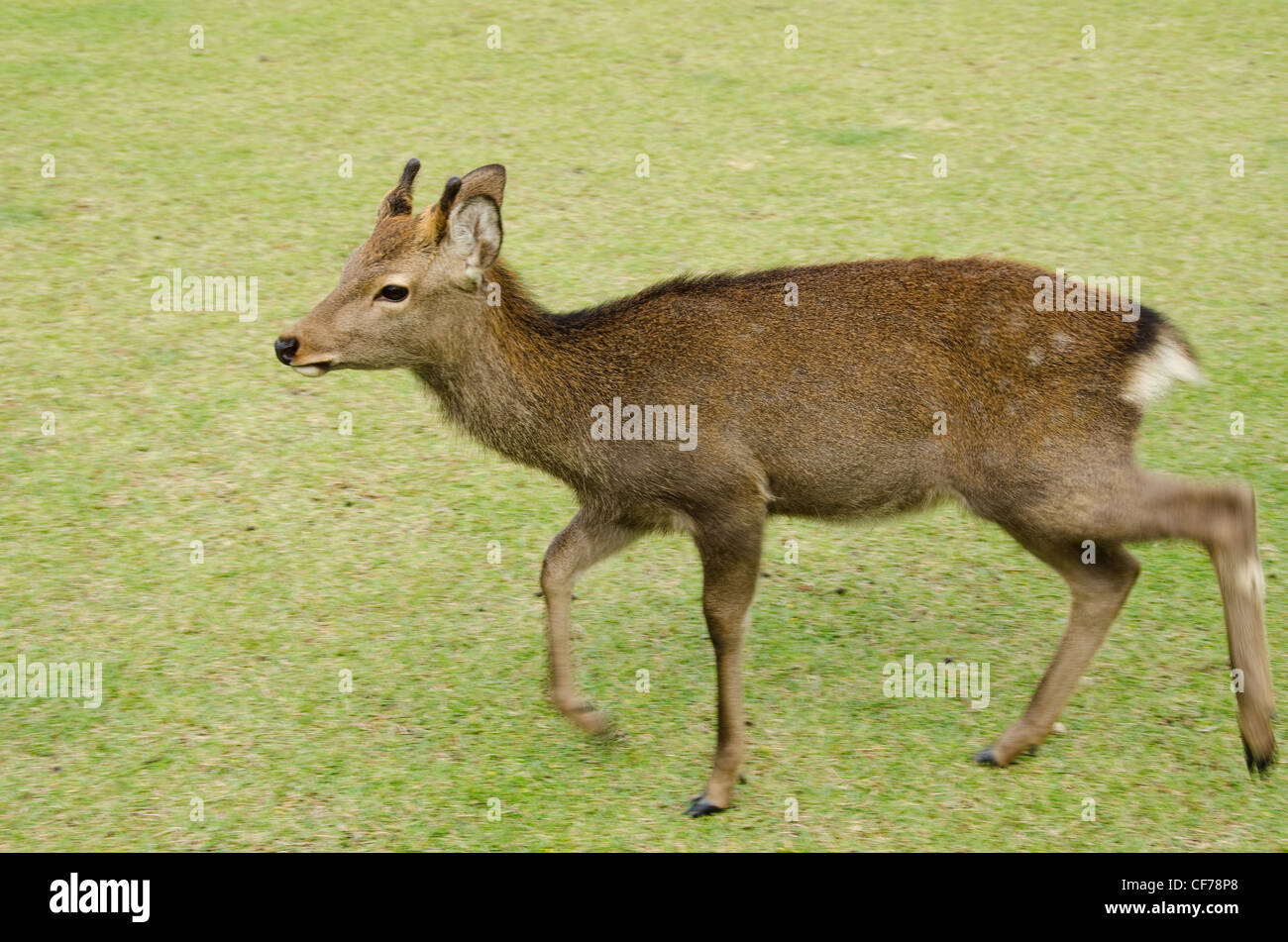 Young male Sika Deer, Cervus nippon, walking on a meadow in Nara, Japan Stock Photo